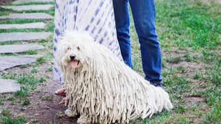 Zuck Is Having a Baby, But What About That Adorable Dog?